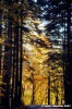 vallombrosa135