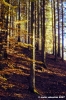 vallombrosa136