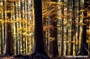vallombrosa139