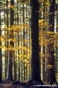 vallombrosa140