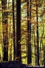 vallombrosa141
