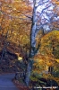 vallombrosa146