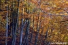 vallombrosa148