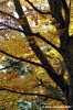 vallombrosa151