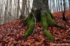 vallombrosa180