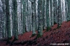 vallombrosa185