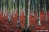 vallombrosa187