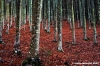 vallombrosa188