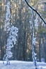 vallombrosa507_13