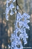 vallombrosa507_17