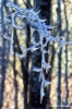 vallombrosa507_19