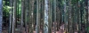 vallombrosa87_401