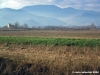 vicopisano2
