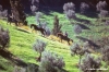 volterra1007_17