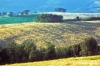 volterra988_03