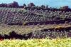 volterrana356_01