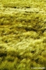 volterrana356_20
