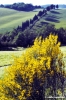 volterrana356_23