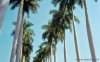 marti66_615