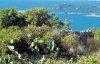 punta_castagna260_40