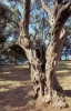dulcigno378_27