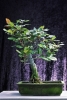 bonsai920708a69