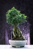 bonsai920708b69