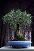 bonsai920708c69