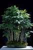 bonsai920708e69