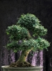 bonsai920708f69