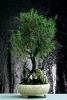 bonsai920708g69