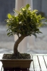 bonsai_ficus01