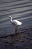 airone_arno01