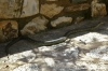 biscia02