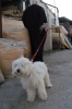 cani_canile005_040612