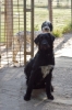 cani_canile007_040612