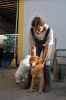cani_canile019_040612