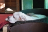 cani_canile020_040612