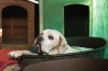 cani_canile021_040612
