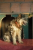 cani_canile027_040612