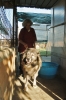 cani_canile032_040612
