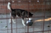 cani_canile034_040612