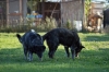 cani_canile037_040612