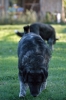 cani_canile038_040612
