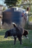 cani_canile039_040612