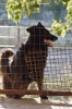 cani_canile040_040612