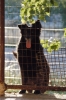 cani_canile042_040612