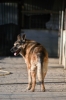 cani_canile043_040612
