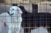 cani_canile045_040612