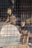 cani_canile046_040612